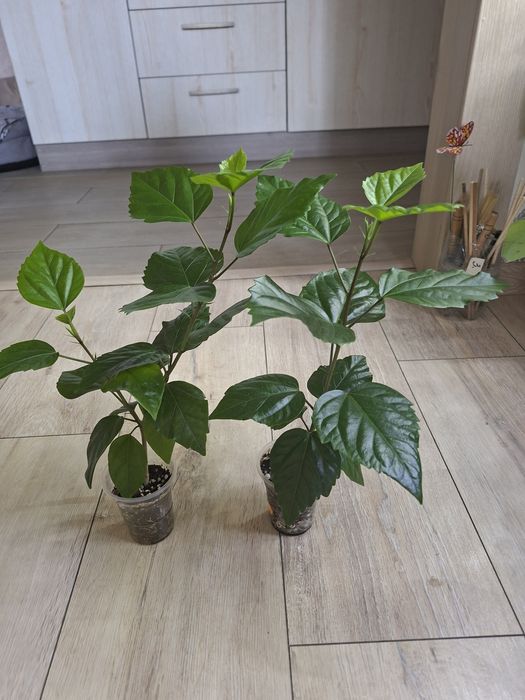 Продам гибискусы