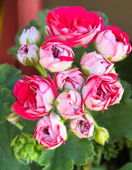 Pelargonia kolekcjonerska sadzonki