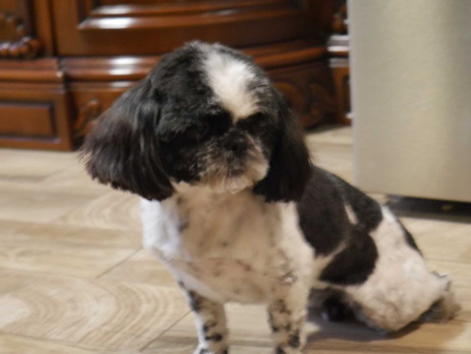SHIH TZU -piesek