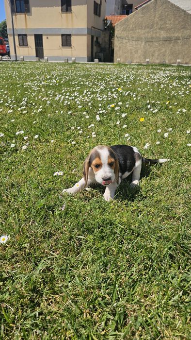 Beagle tricolor macho