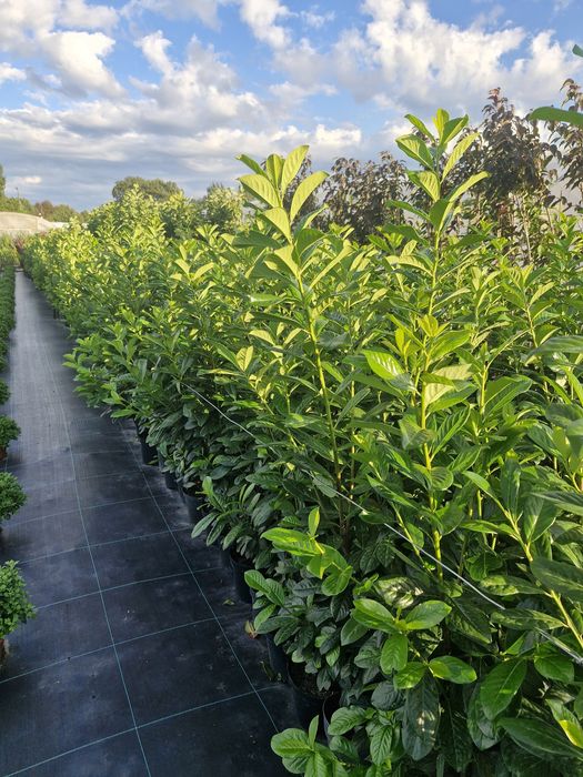 Sprzedam laurowiśnię