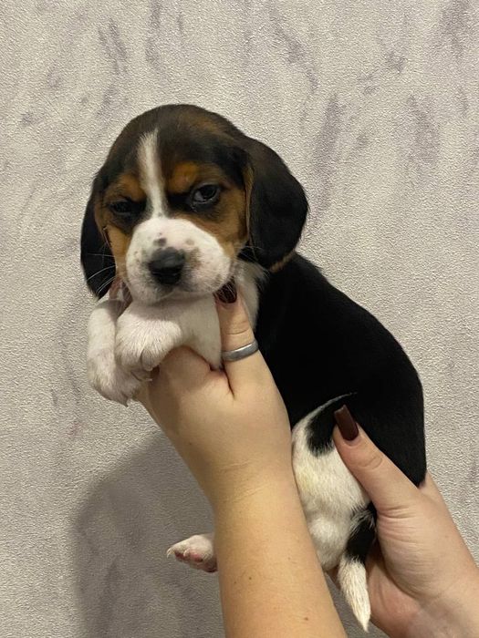 Продам цуценя породи Бігель