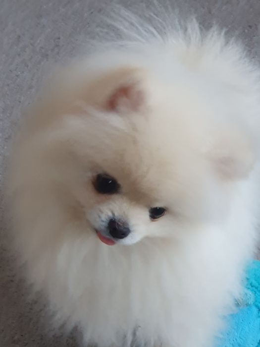 Szpic miniaturowy pomeranian/Mini Mini piesek