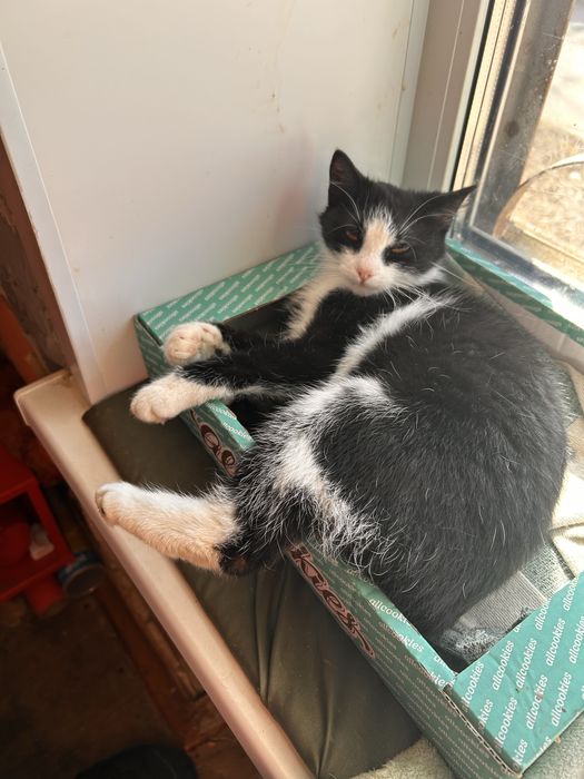 Кошенята шукають сімʼю