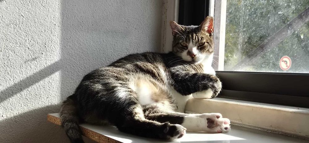 Gato para adoção consciente