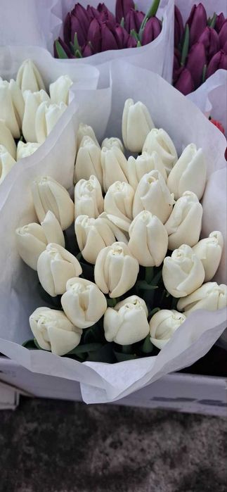 Тюльпани САМАР опт, роздріб, доставка
