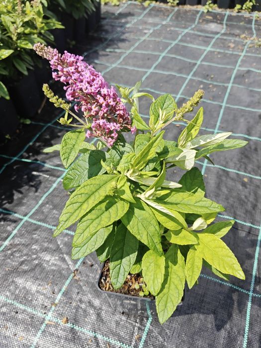 Budleja Davida BUTTERFLY CANDY LITTLE Ruby, Purple, White, Pink