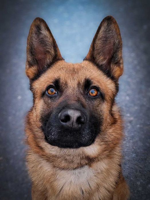 PAKER - wymagający kawaler w typie ON pomieszany z Malinois