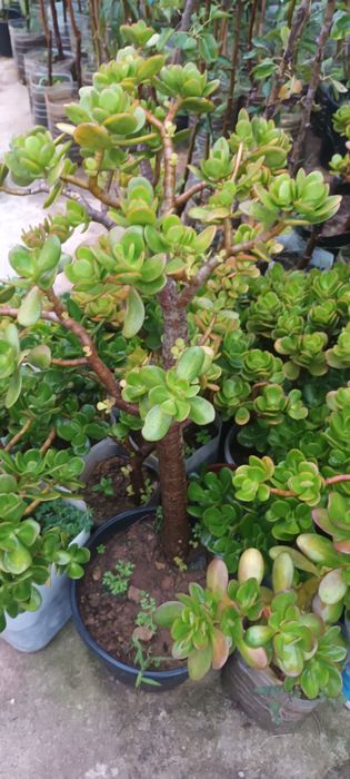 Suculentas - diversas variedades