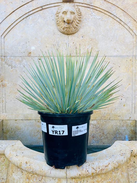 Yucca Rostrata Juka 60-80cm mrozoodporna -20