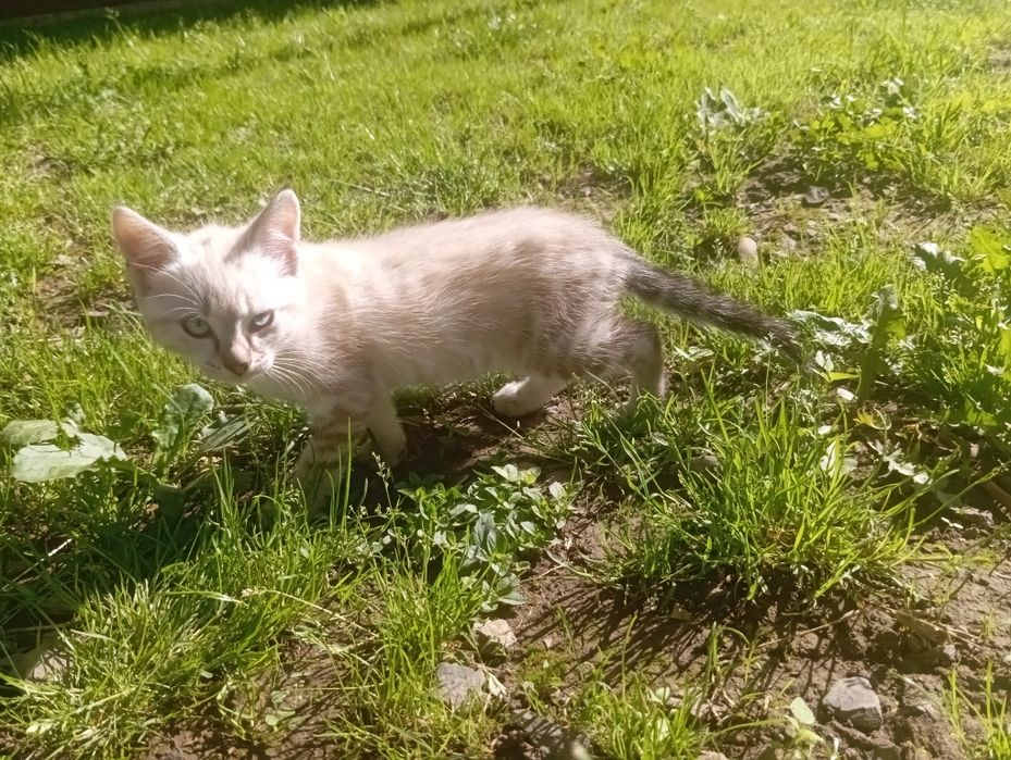 Кошеня . 2 місяці