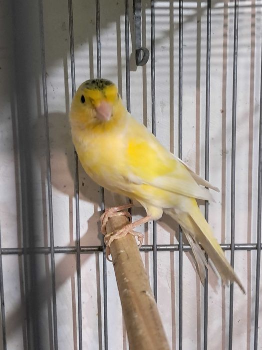 Canarios bons cantores