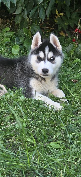 Siberian Husky wspaniałe maluchy!