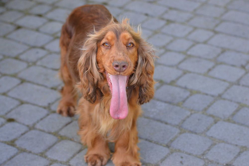 cocker spaniel angielski suczka dorosła czekoladowo-podpalana