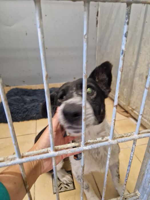 Zostań domem tymczasowym. One bardzo go potrzebują.