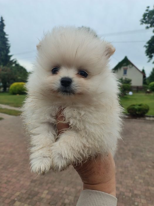 Szpic miniaturowy piesek juz do odbioru