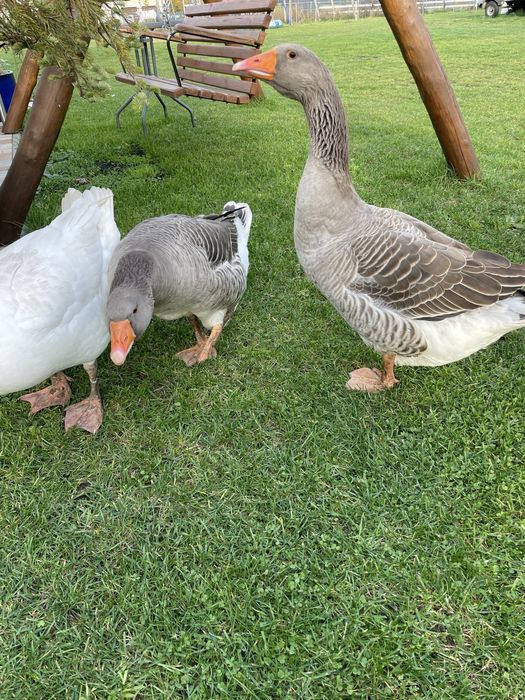 Gęsi landes parka i kołudzka