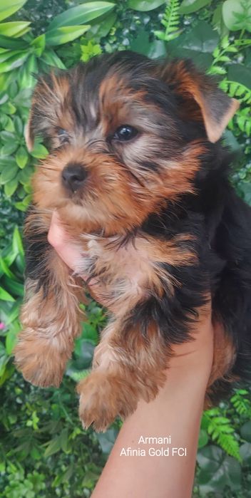 Yorkshire Terrier FCI  ARMANI