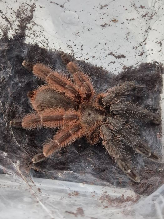 Psalmopoeus victori samica