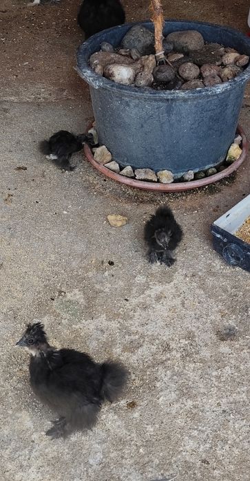 vendo dois galos da raça sedosa um com 3 meses e o outro com 1 anoo