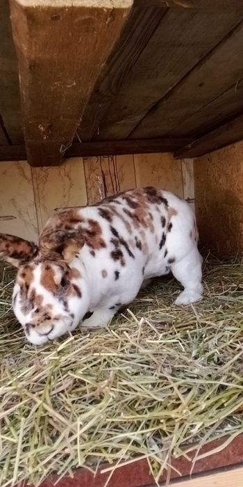 Продам кроликів породи Рекс є різних окрасів і віку