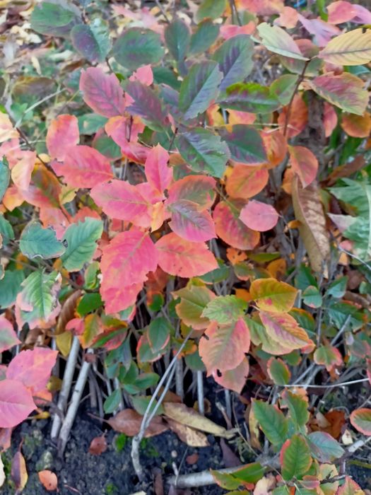 Sadzonki aronia duże krzewy