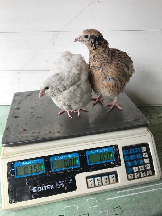 Перепела яйцо перепелиное