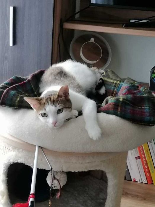 REZERWACJA Molly -śliczna spokojna młoda 2-letnia koteczka szuka domu!