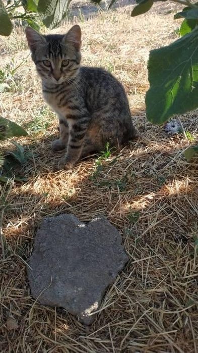 Кошечка и котикв хорошие руки