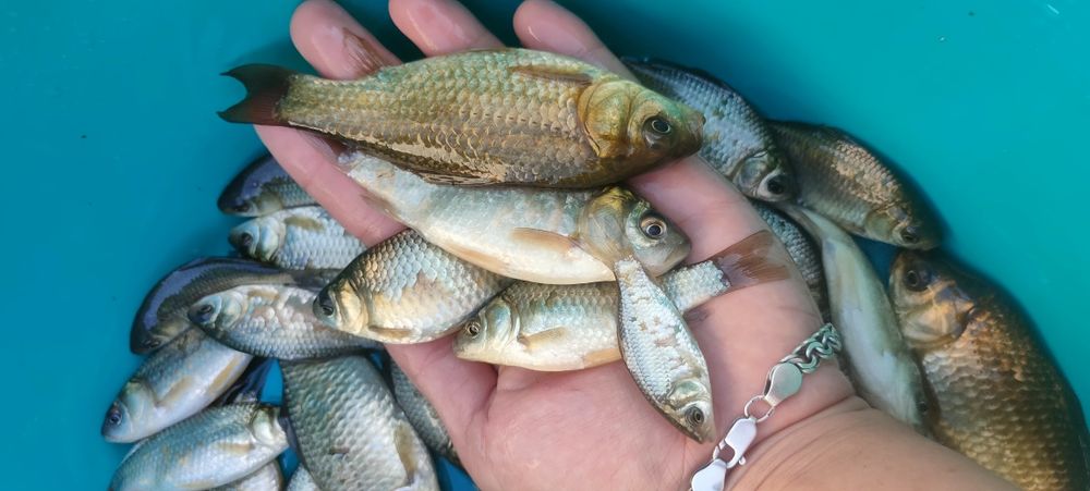 Карась Живець  відправляємо поштою 
Від 4-18см є різні
Відправляємо