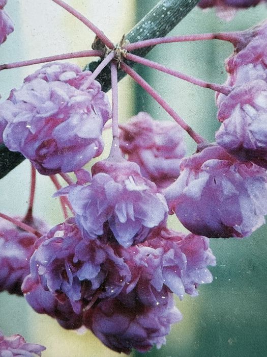 Judaszowiec (Cercis canadensis pink pompon)