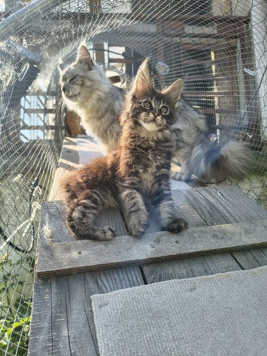 Kocurek Maine Coon