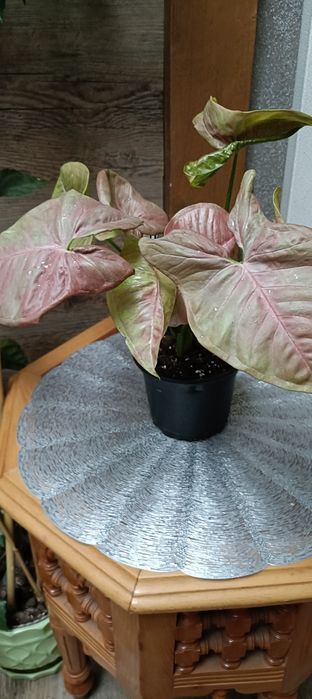 Syngonium Pink Aura Variagata
