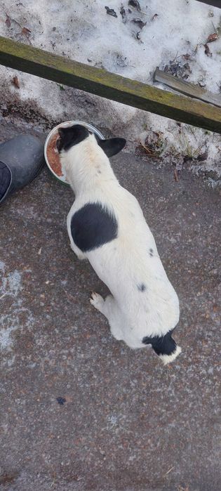віддам в добрі руки собаку
