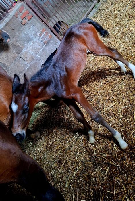 Ogierek ODSADEK-źrebię 7msc, rasy Polski Koń Sportowy, ojciec holsztyn