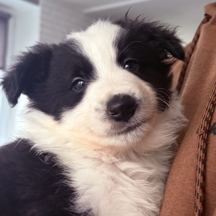 Border collie piesek Joker gotowy do odbioru