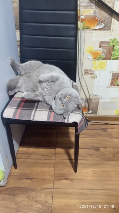 Одесса Вязка Британского кота