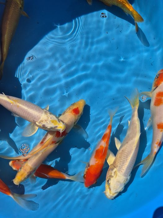 Carpas koi 16/22cm