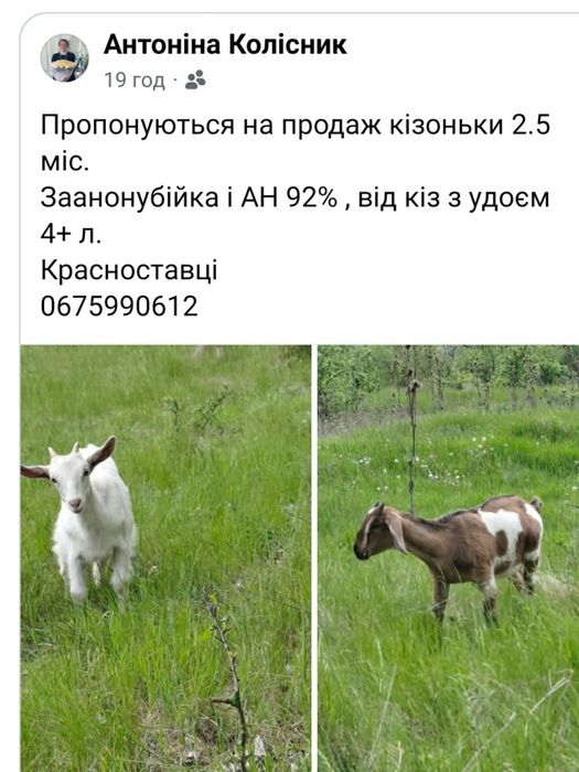 Кози,молоді кізоньки