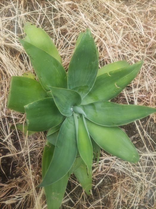 Agave attenuata ou agave-dragao
