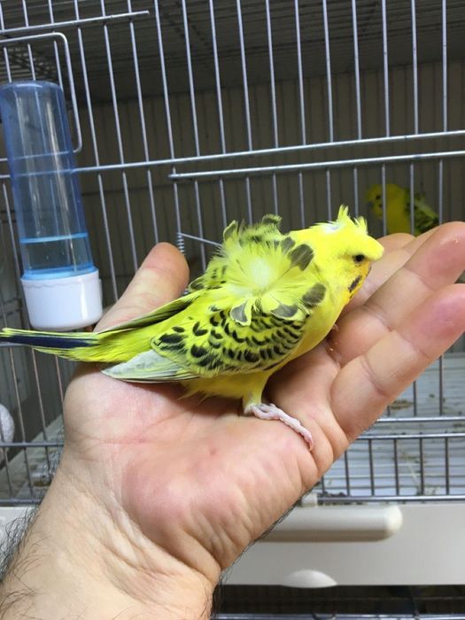 Periquitos hangoromos