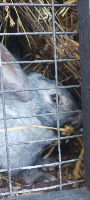 Продам кітну кроличку,вік 6 місяців