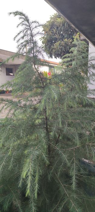 Cedros dos Himalaias