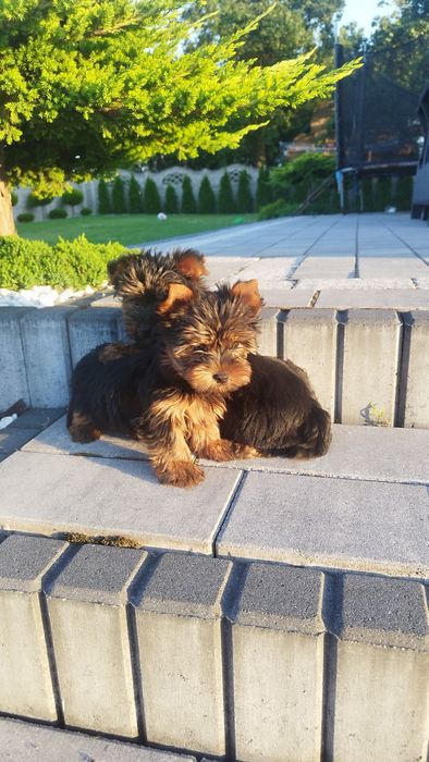 Yorkshire terrier