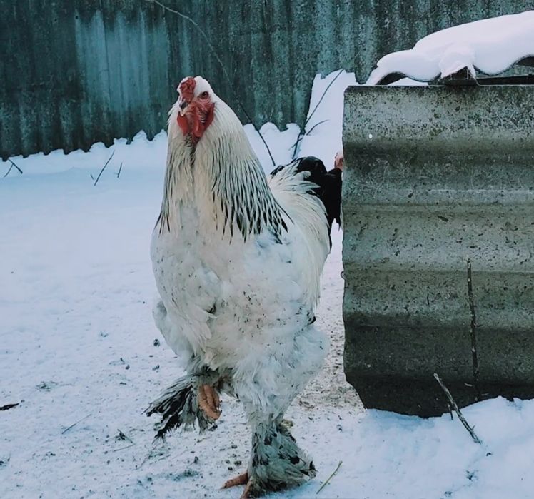 Продам инкубационное яйцо курей породы Брама светлая (Колумбия)