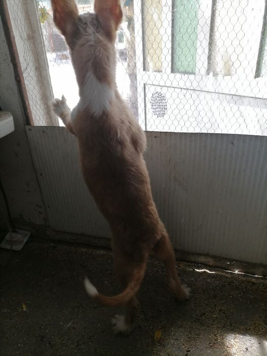 Macho podengo médio pelo cerdoso