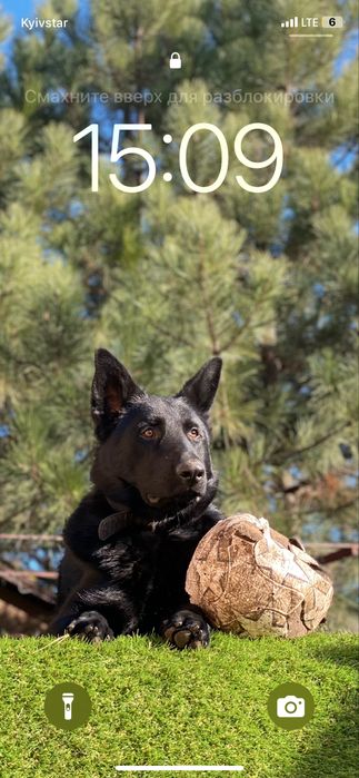 Вязка восточно-европейской овчарки