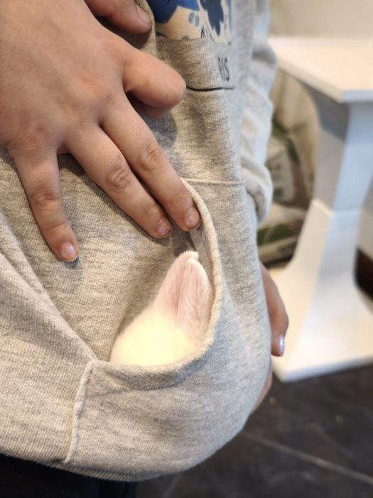 Coelho Mini Holandês