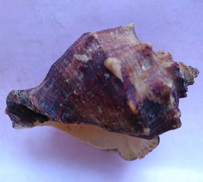 Сувенир ракушка морская Черноморская