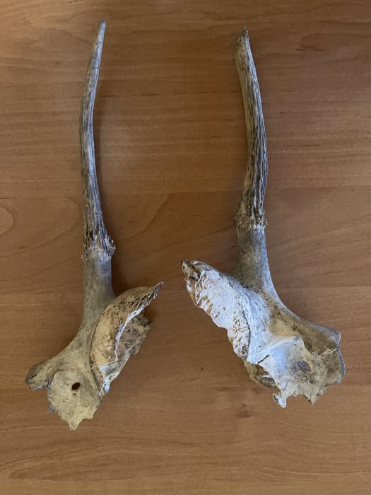Poroże jelonka - rogi